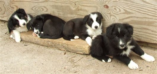 Click for large image