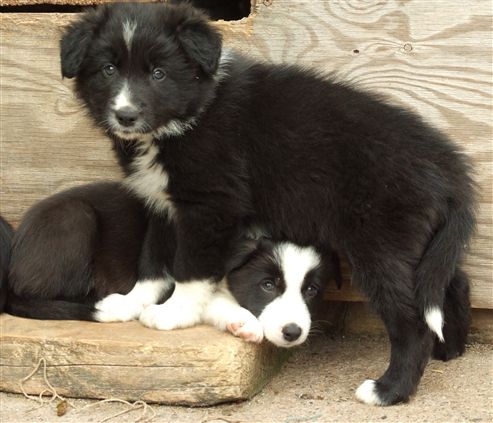 Click for large image