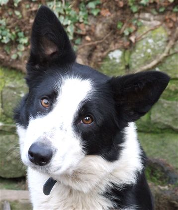 Click for large image