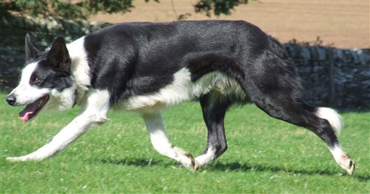 Click for large image