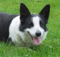 Click for large image