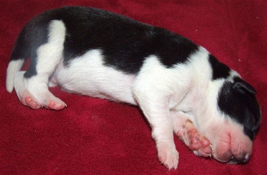 Click for large image