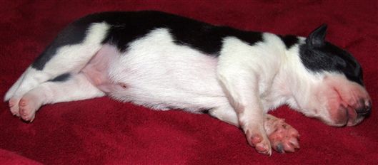 Click for large image