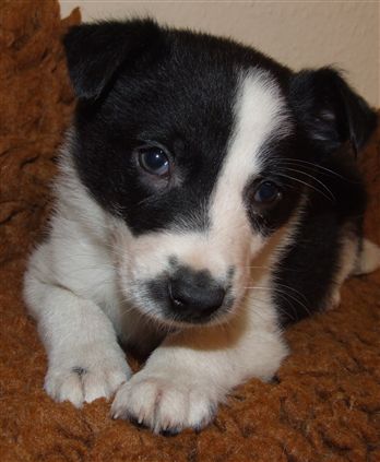 Click for large image