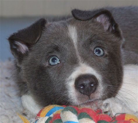 Click for large image