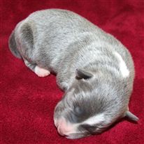 Click for large image