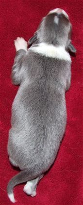 Click for large image