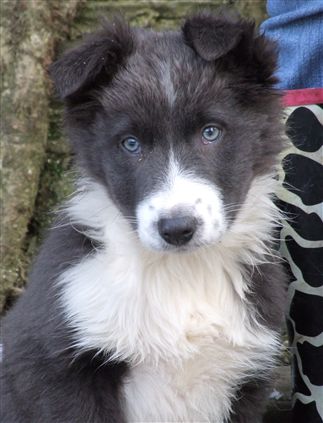 Click for large image