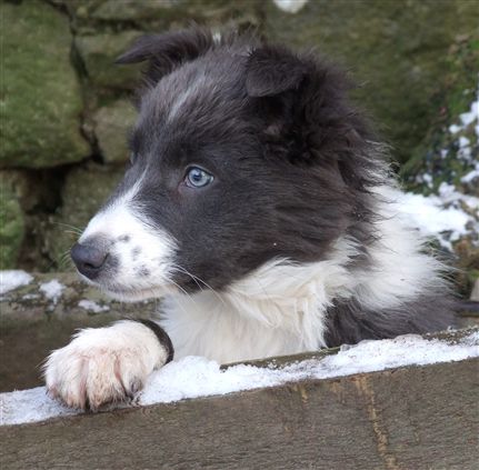 Click for large image