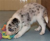 Click for large image