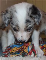 Click for large image