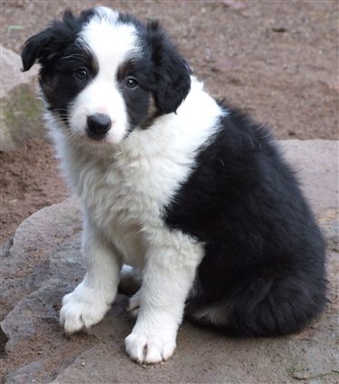 Click for large image