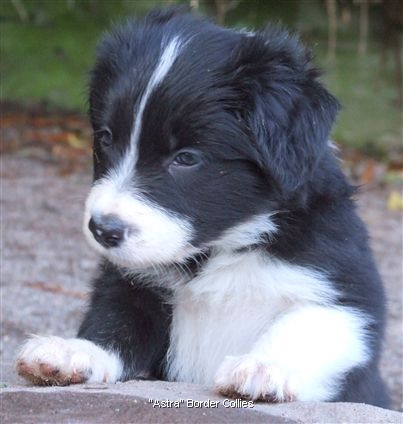 Click for large image