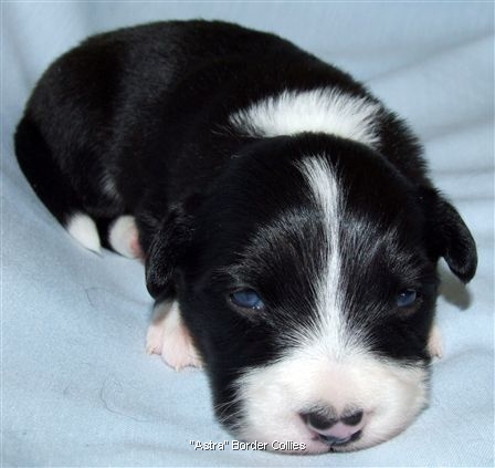 Click for large image