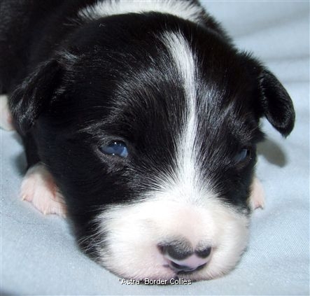 Click for large image