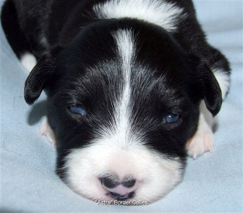 Click for large image