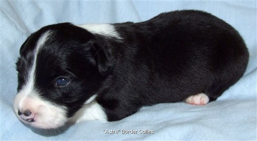 Click for large image