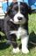 Astra Hawk x Astra Jet puppy no 1