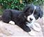 Astra Hawk x Astra Jet puppy no 1