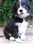 Astra Hawk x Astra Jet puppy no 1