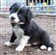 Astra Hawk x Astra Jet puppy no 1