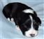Astra Hawk x Astra Jet puppy no 1