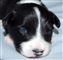 Astra Hawk x Astra Jet puppy no 1