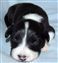 Astra Hawk x Astra Jet puppy no 1
