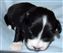 Astra Hawk x Astra Jet puppy no 1