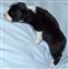 Astra Hawk x Astra Jet puppy no 1