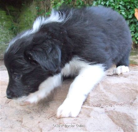 Click for large image