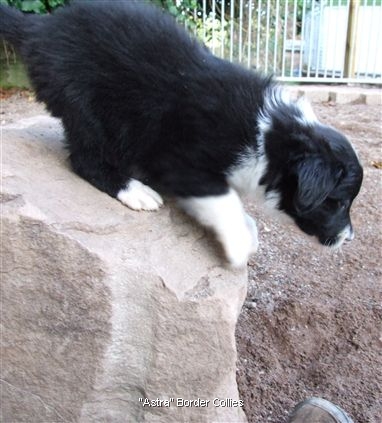 Click for large image