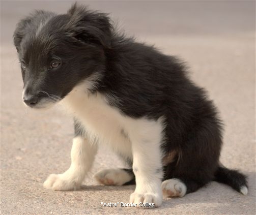 Click for large image