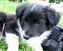 Puppy no 4 - Astra Hawk x Astra Jet litter 2010