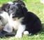 Puppy no 4 - Astra Hawk x Astra Jet litter 2010