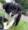 Puppy no 4 - Astra Hawk x Astra Jet litter 2010