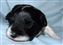 Puppy no 4 - Astra Hawk x Astra Jet litter 2010