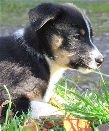 Click for large image