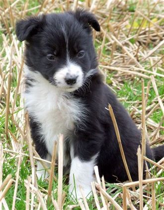 Click for large image